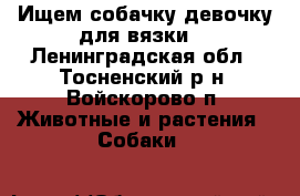 Ищем собачку девочку для вязки  - Ленинградская обл., Тосненский р-н, Войскорово п. Животные и растения » Собаки   